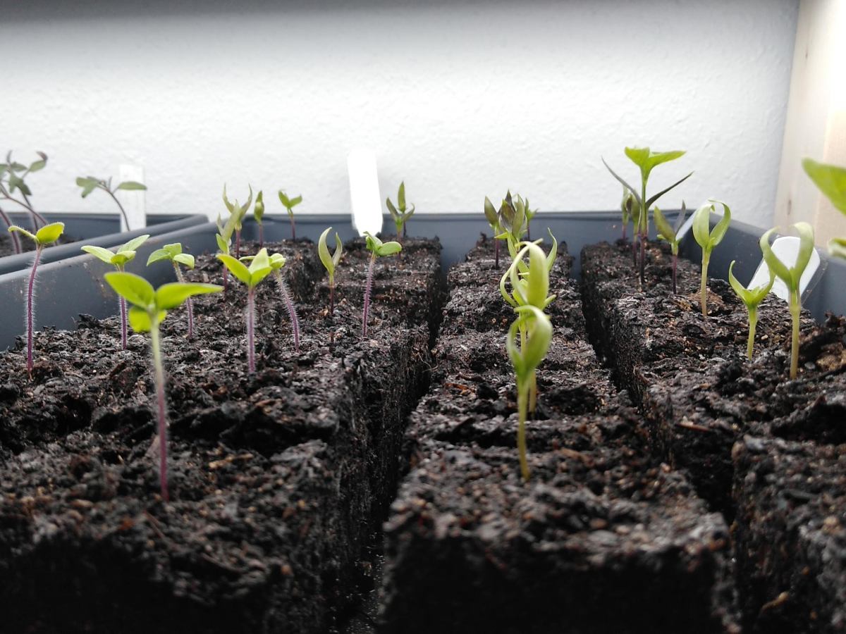 Starting Seeds Inside